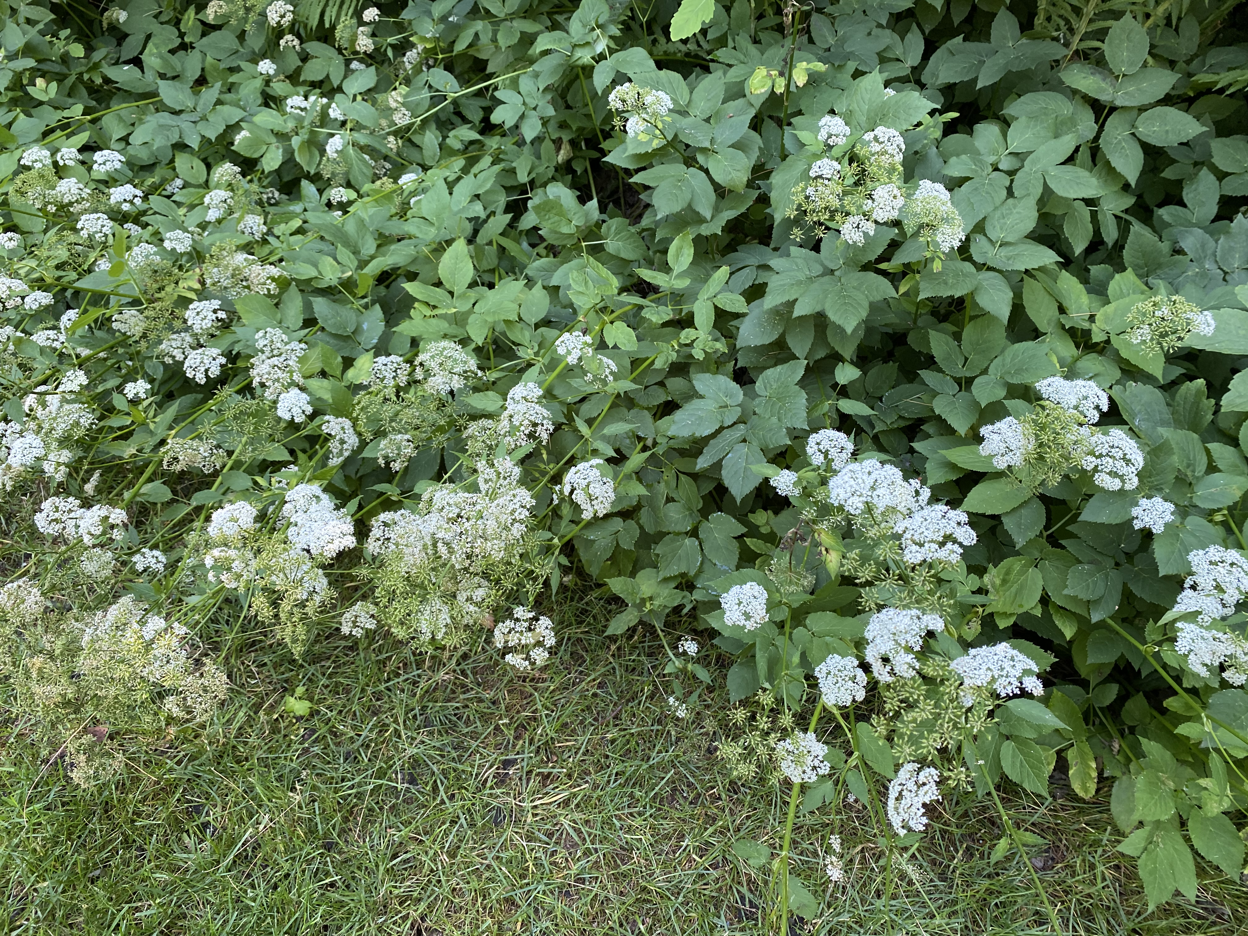The photo is of goutweed plants with green leaves and white flowers. 